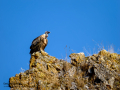 Buitre leonado - Gyps fulvus - Voltor comú