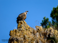 Buitre leonado - Gyps fulvus - Voltor comú
