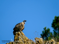 Buitre leonado - Gyps fulvus - Voltor comú