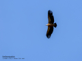 Buitre leonado - Gyps fulvus - Voltor comú
