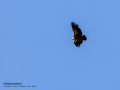 Buitre leonado - Gyps fulvus - Voltor comú