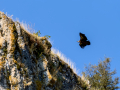 Buitre leonado - Gyps fulvus - Voltor comú