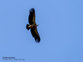 Buitre leonado - Gyps fulvus - Voltor comú