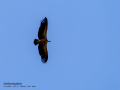 Buitre leonado - Gyps fulvus - Voltor comú