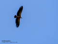 Buitre leonado - Gyps fulvus - Voltor comú