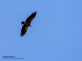 Buitre leonado - Gyps fulvus - Voltor comú