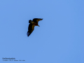 Buitre leonado - Gyps fulvus - Voltor comú