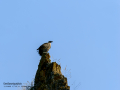 Buitre leonado - Gyps fulvus - Voltor comú