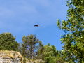 Buitre leonado - Gyps fulvus - Voltor comú