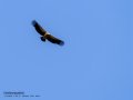 Buitre leonado - Gyps fulvus - Voltor comú