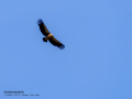 Buitre leonado - Gyps fulvus - Voltor comú