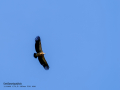 Buitre leonado - Gyps fulvus - Voltor comú