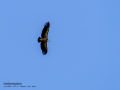 Buitre leonado - Gyps fulvus - Voltor comú