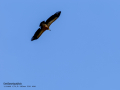 Buitre leonado - Gyps fulvus - Voltor comú