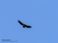 Buitre leonado - Gyps fulvus - Voltor comú