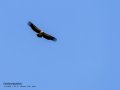 Buitre leonado - Gyps fulvus - Voltor comú