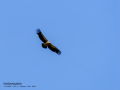 Buitre leonado - Gyps fulvus - Voltor comú