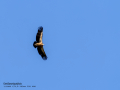 Buitre leonado - Gyps fulvus - Voltor comú