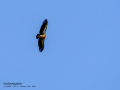 Buitre leonado - Gyps fulvus - Voltor comú