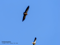 Buitre leonado - Gyps fulvus - Voltor comú