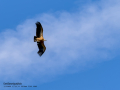Buitre leonado - Gyps fulvus - Voltor comú