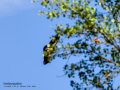 Buitre leonado - Gyps fulvus - Voltor comú