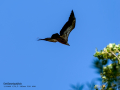 Buitre leonado - Gyps fulvus - Voltor comú