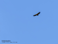 Buitre leonado - Gyps fulvus - Voltor comú