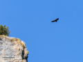 Buitre leonado - Gyps fulvus - Voltor comú