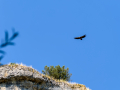 Buitre leonado - Gyps fulvus - Voltor comú