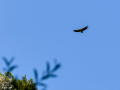 Buitre leonado - Gyps fulvus - Voltor comú