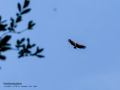 Buitre leonado - Gyps fulvus - Voltor comú