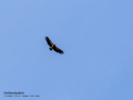 Buitre leonado - Gyps fulvus - Voltor comú