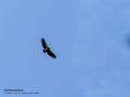 Buitre leonado - Gyps fulvus - Voltor comú