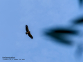 Buitre leonado - Gyps fulvus - Voltor comú