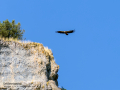 Buitre leonado - Gyps fulvus - Voltor comú