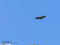 Buitre leonado - Gyps fulvus - Voltor comú