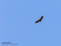 Buitre leonado - Gyps fulvus - Voltor comú