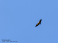 Buitre leonado - Gyps fulvus - Voltor comú