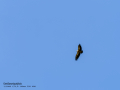 Buitre leonado - Gyps fulvus - Voltor comú