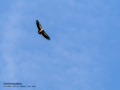 Buitre leonado - Gyps fulvus - Voltor comú