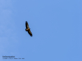 Buitre leonado - Gyps fulvus - Voltor comú