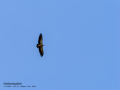 Buitre leonado - Gyps fulvus - Voltor comú
