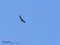 Buitre leonado - Gyps fulvus - Voltor comú