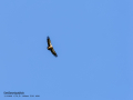 Buitre leonado - Gyps fulvus - Voltor comú