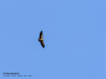 Buitre leonado - Gyps fulvus - Voltor comú
