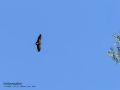 Buitre leonado - Gyps fulvus - Voltor comú