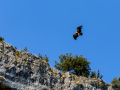 Buitre leonado - Gyps fulvus - Voltor comú