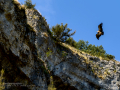 Buitre leonado - Gyps fulvus - Voltor comú