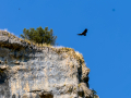 Buitre leonado - Gyps fulvus - Voltor comú